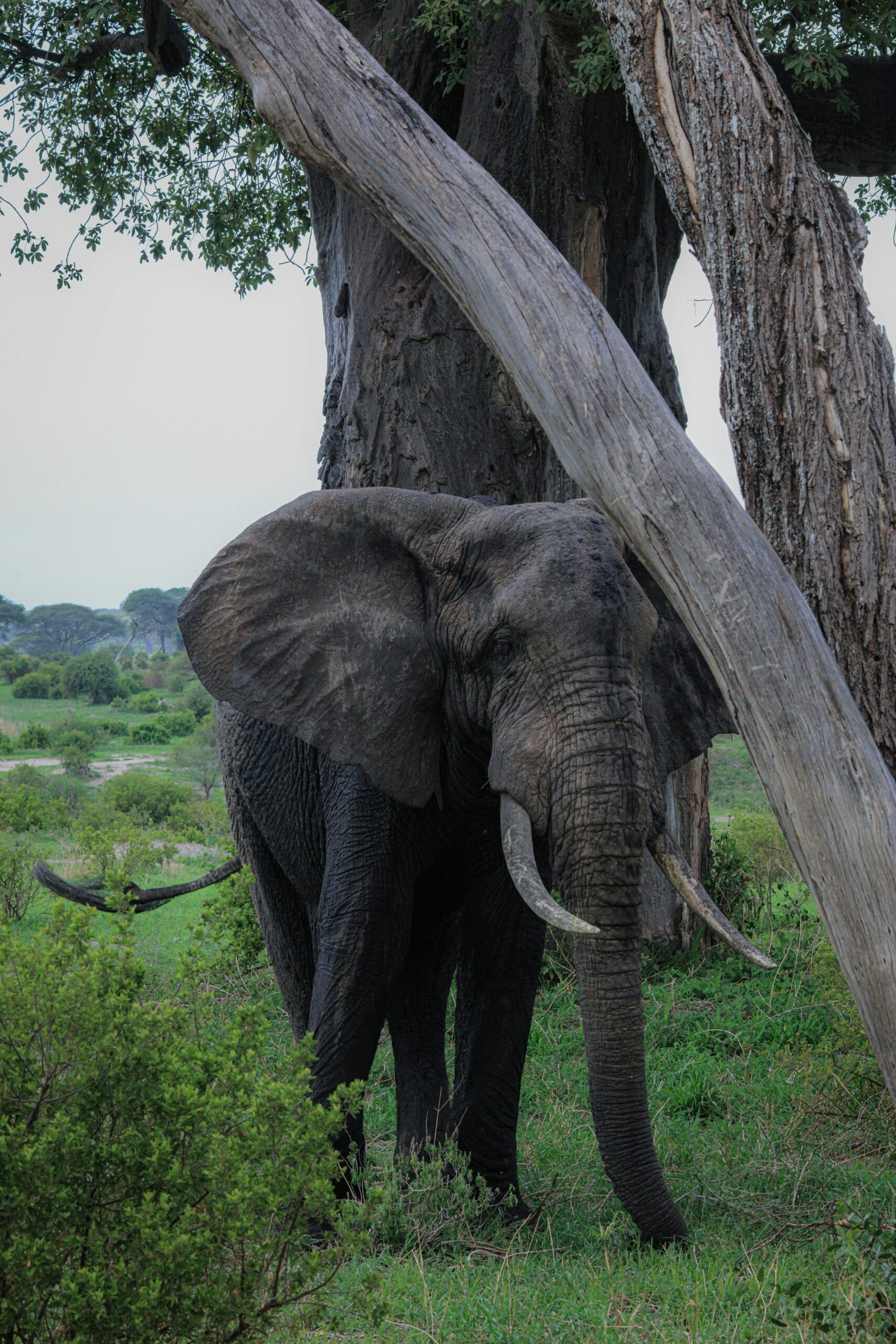 Arusha National Park