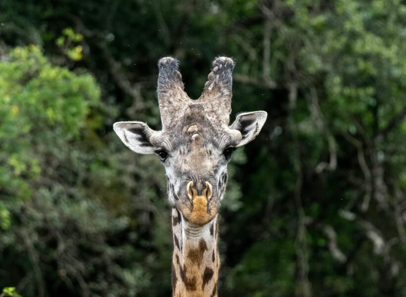 Queen Elizabeth National Park