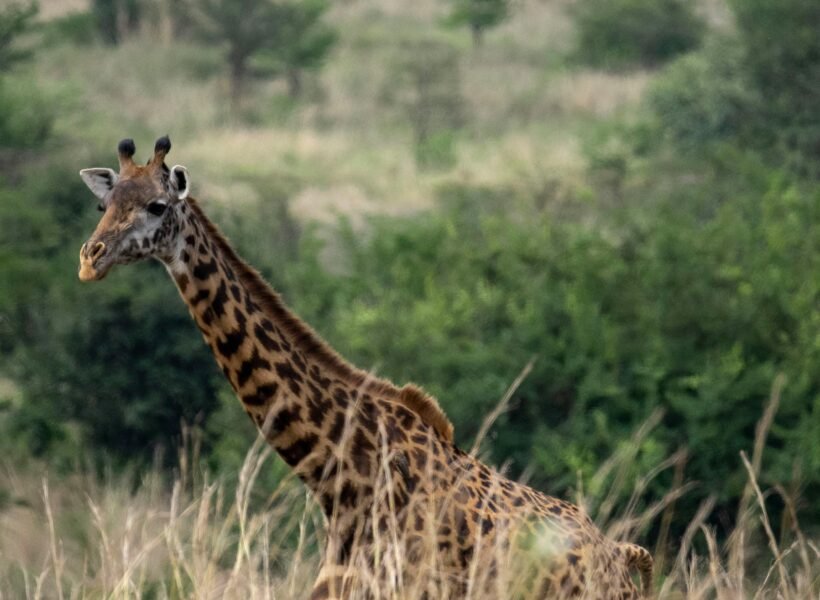 Samburu National Reserve