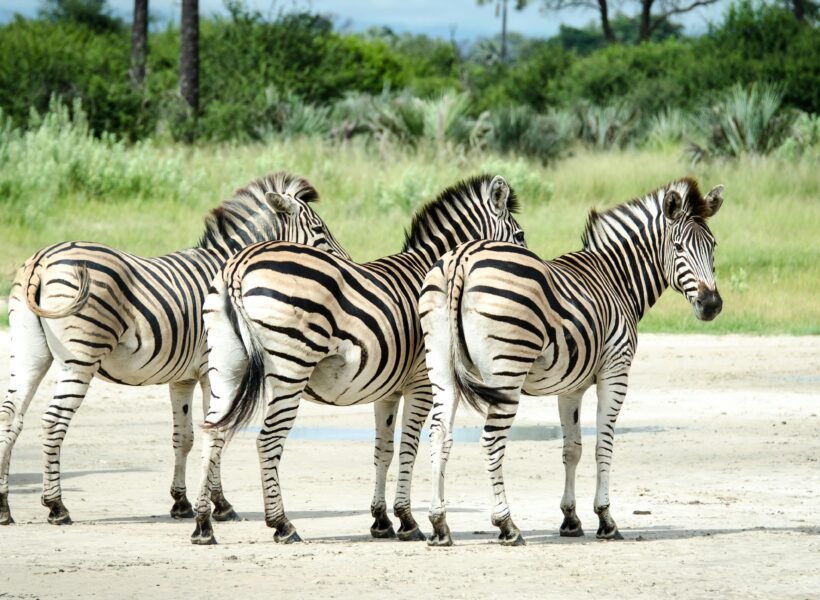 Ngorongoro Crater