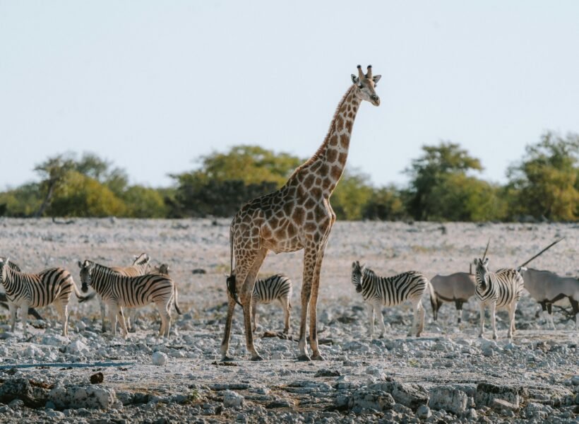 Kibale National Park