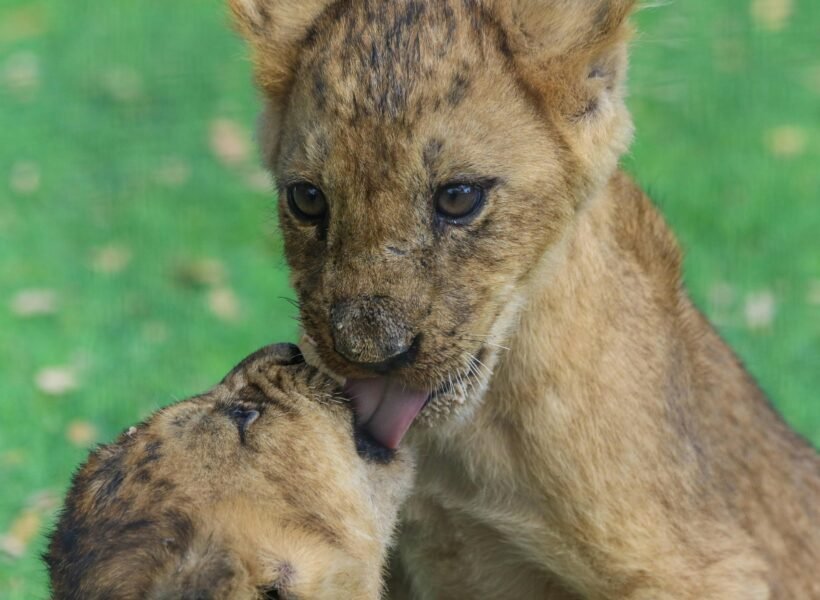 Tarangire National Park