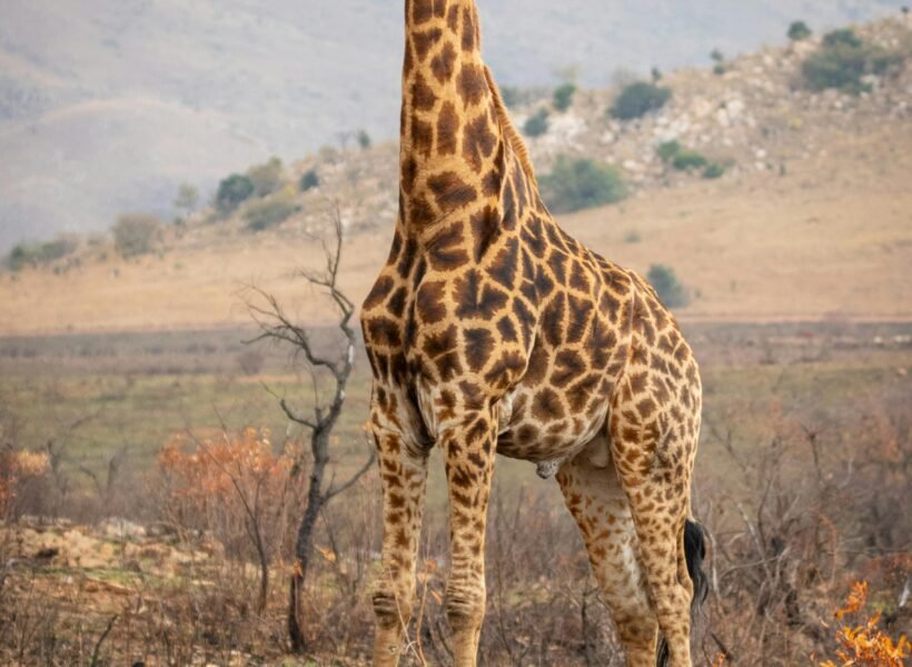 Ruaha National Park