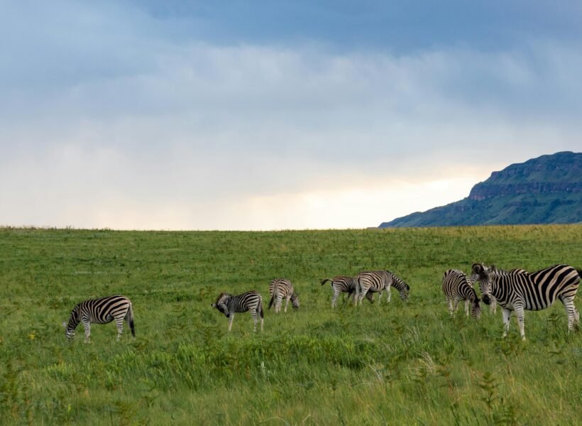 Shimba Hills National Reserve