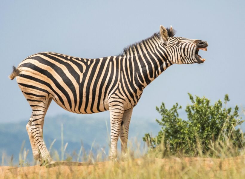 Mikumi National Park