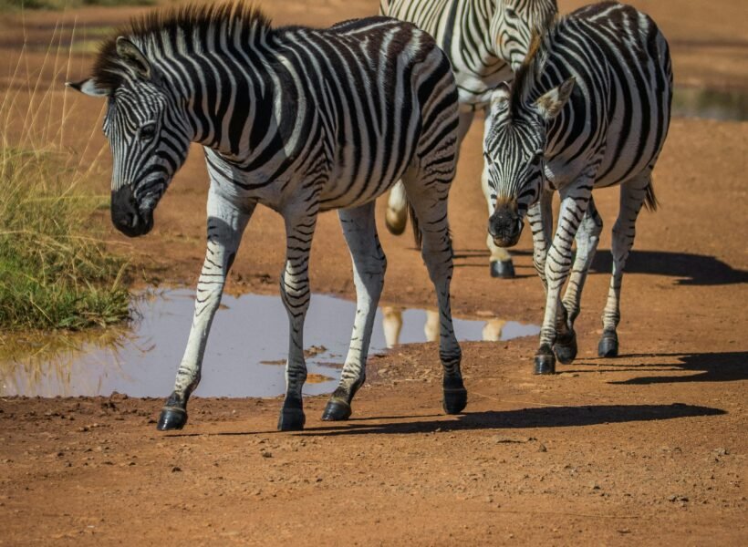 Katavi National Park