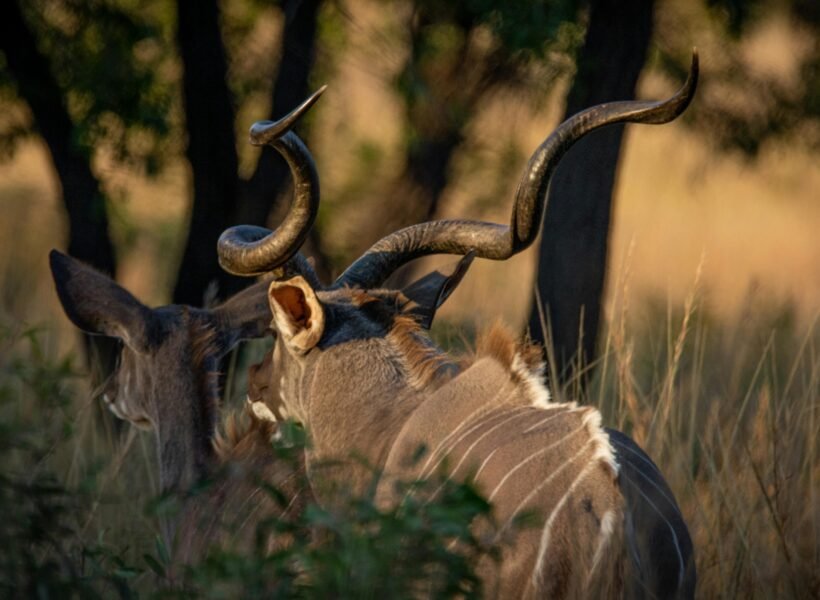 Saiwa Swamp National Park