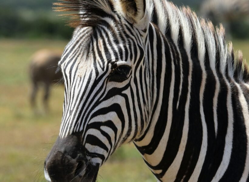 Lake Mburo National Park