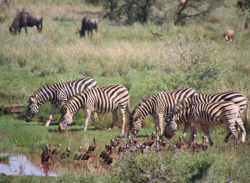 Katavi National Park