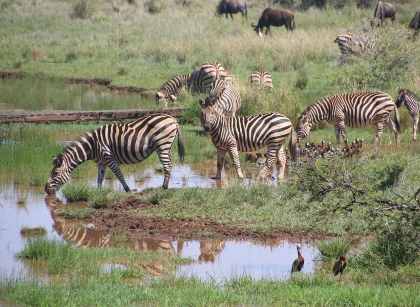 Lake Manyara National Park