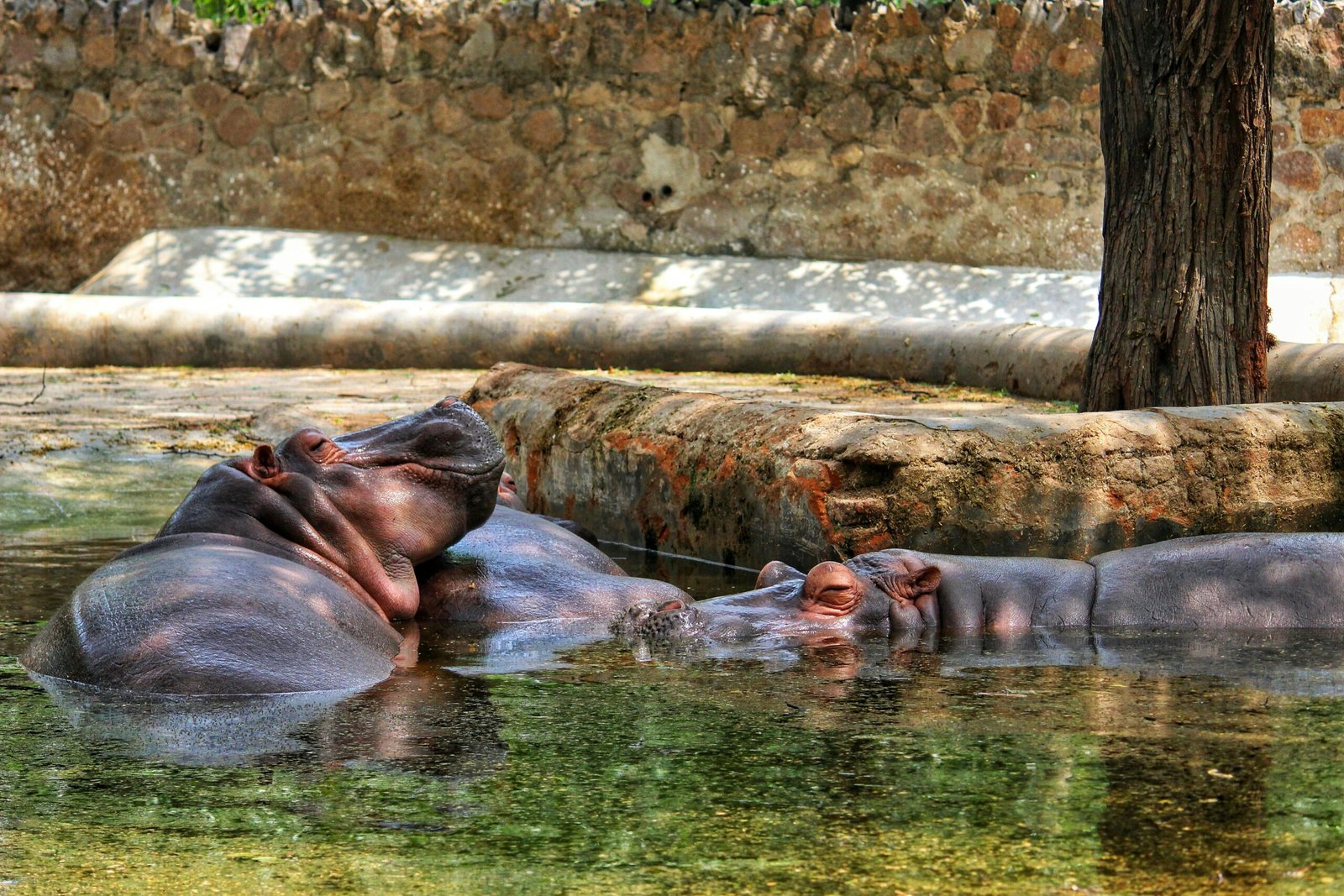 Lake Naivasha National Park