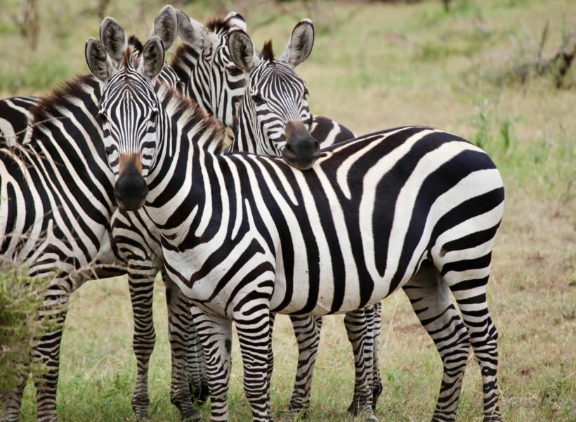 Ruma National Park