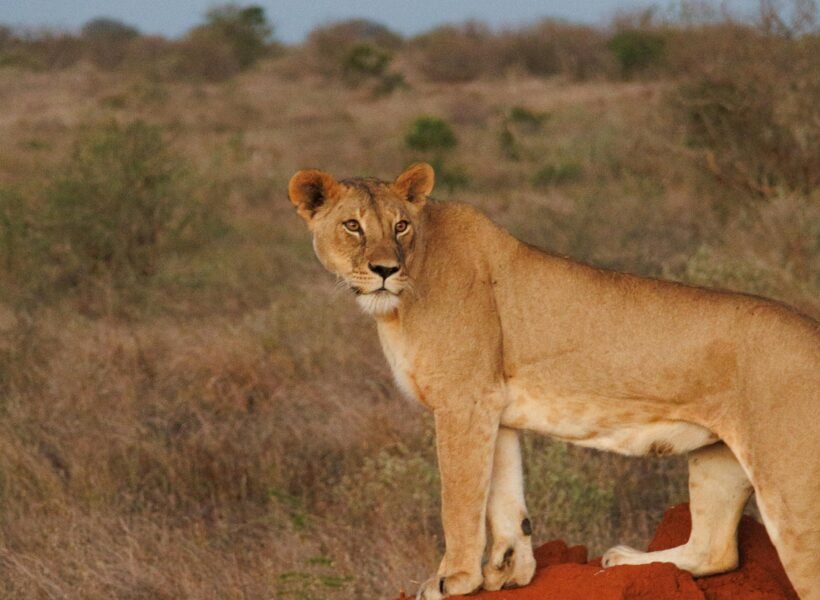Tsavo East National Park