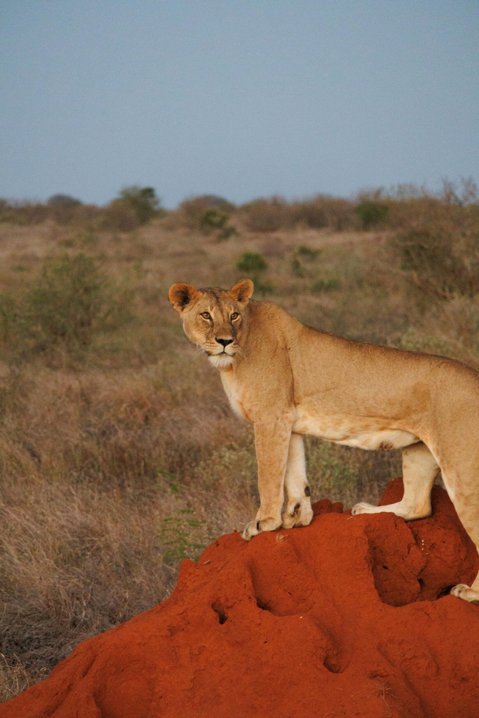 Tsavo East National Park