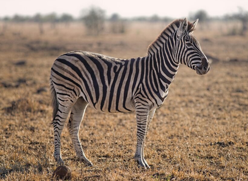 Tarangire National Park