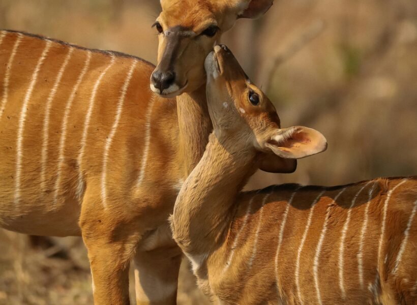 Kibale National Park