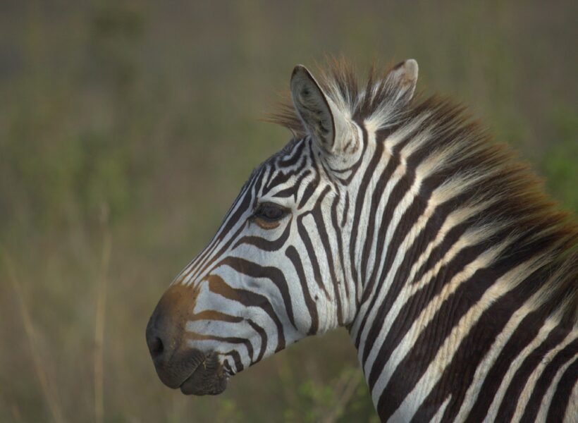Samburu National Reserve