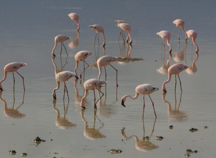 Lake Naivasha National Park
