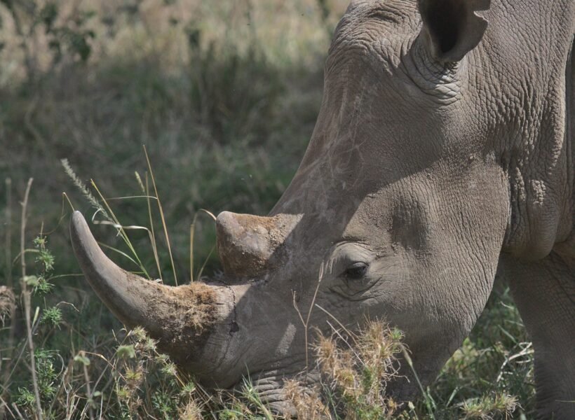 Samburu National Reserve