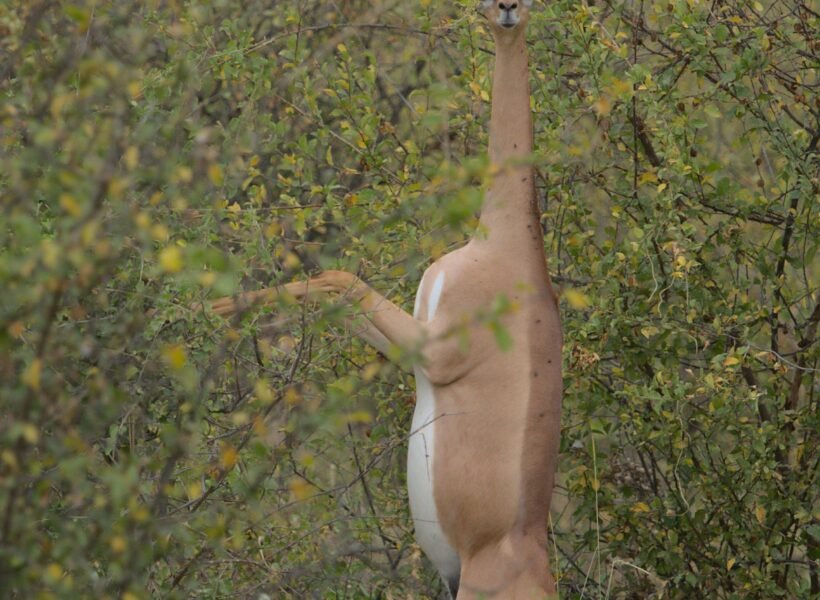 Meru National Park