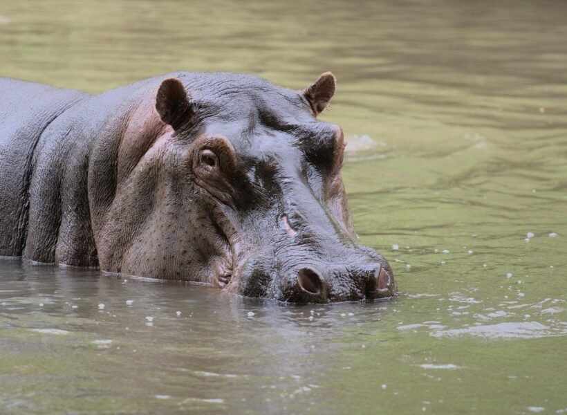 Meru National Park