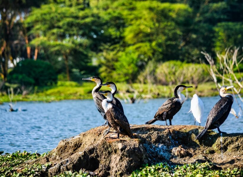 Lake Nakuru National Park