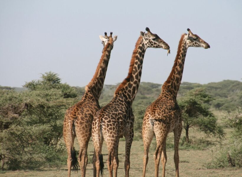 Saiwa Swamp National Park