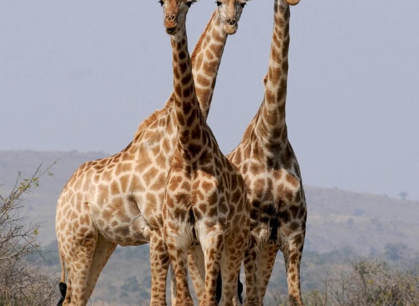 Ruaha National Park