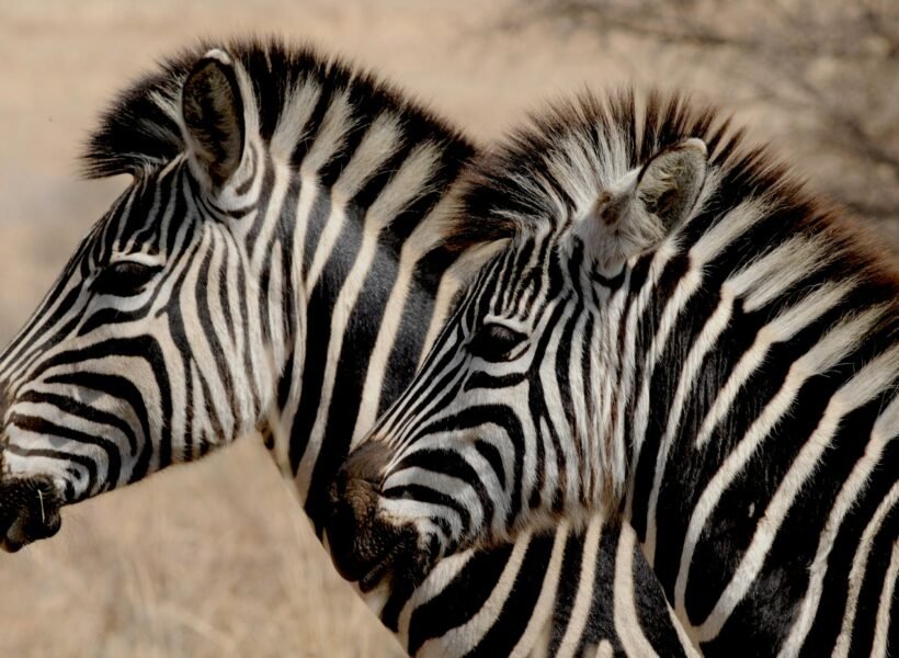 Kidepo Valley National Park