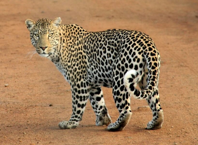 Ruaha National Park