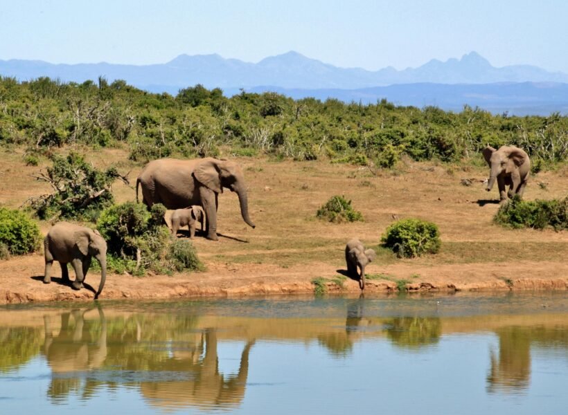Nyerere National Park
