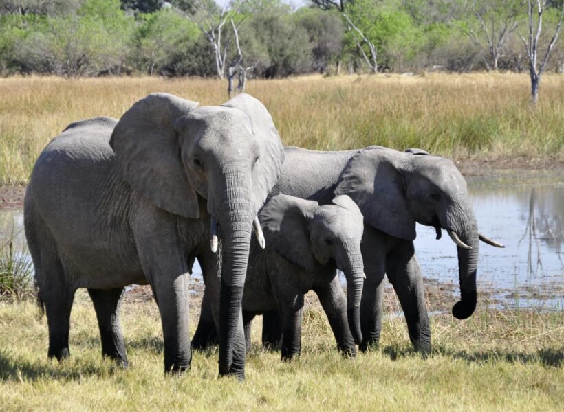 Kibale National Park