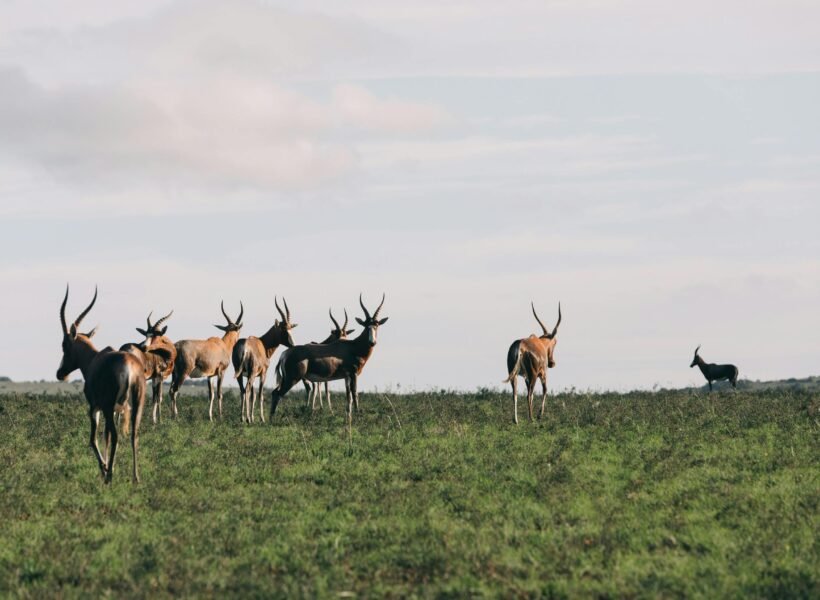 Ruma National Park