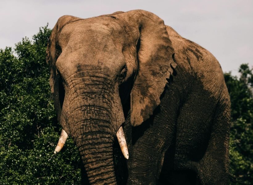 Nairobi National Park