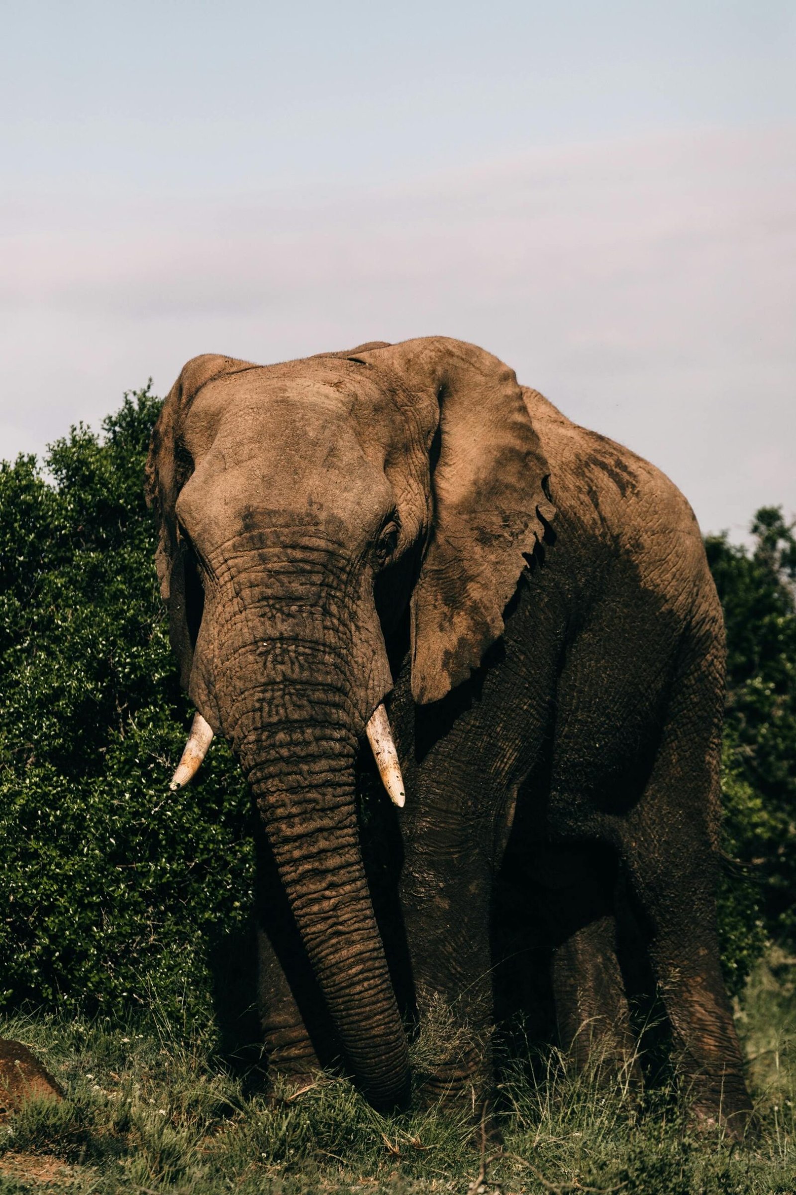 Nairobi National Park