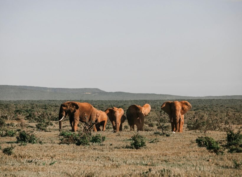 Buffalo Springs National Reserve