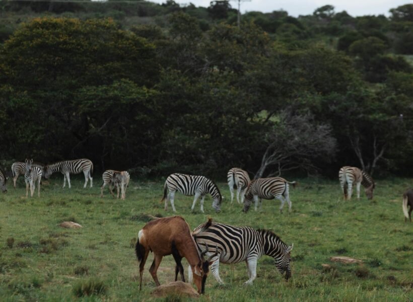 Kibale National Park