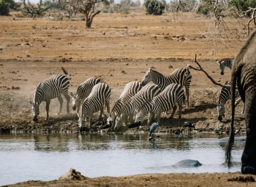 Shaba National Reserve
