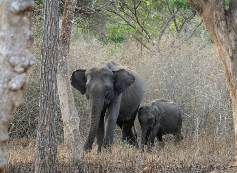 Tarangire National Park
