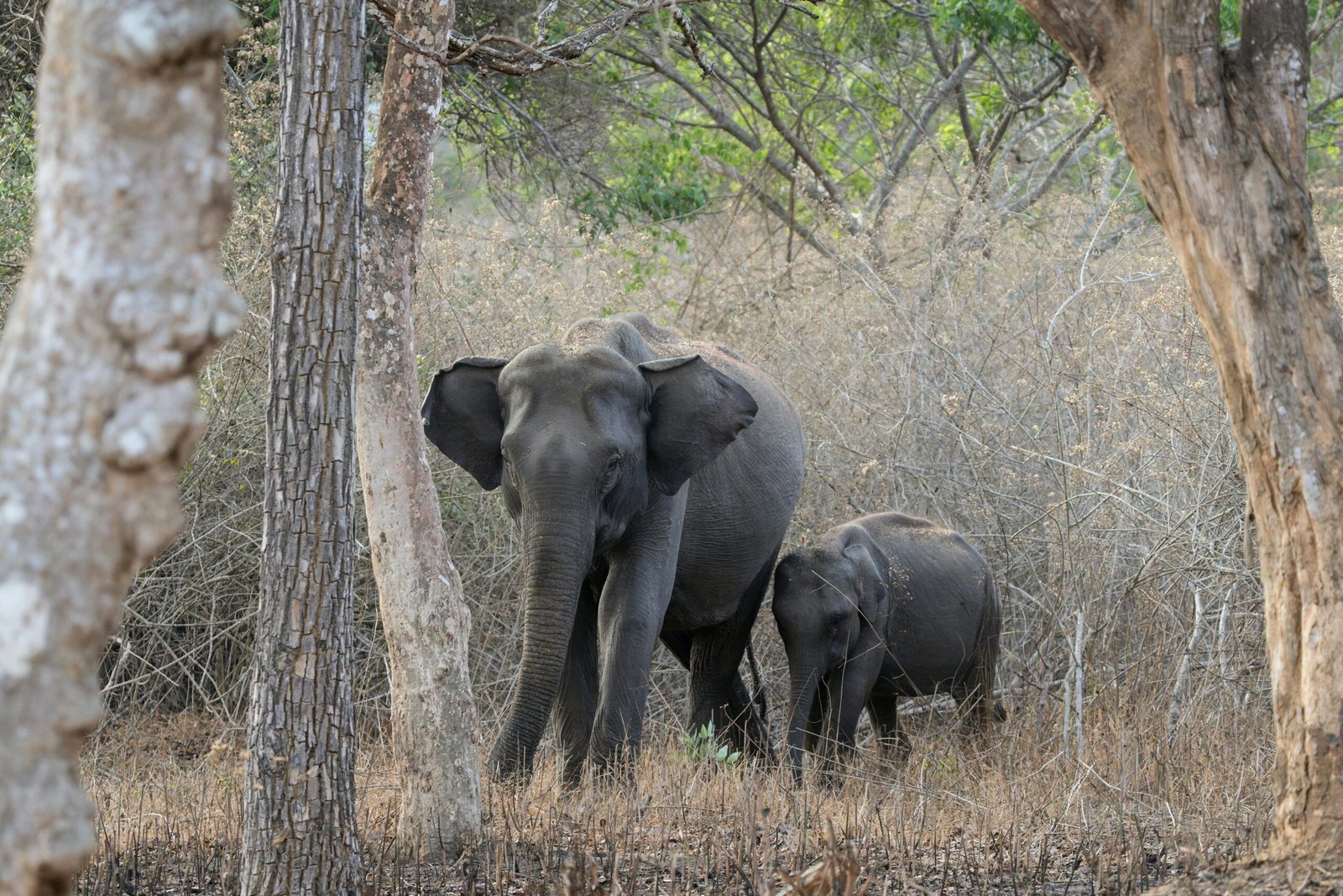 Tarangire National Park