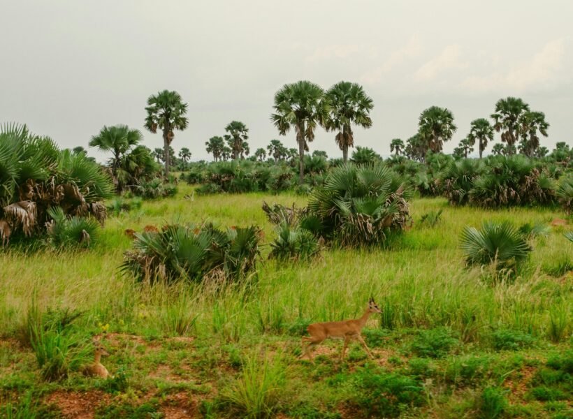 Murchison Falls National Park