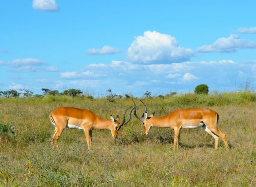 Nairobi National Park