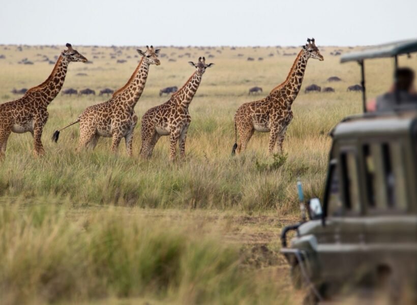 saafari
