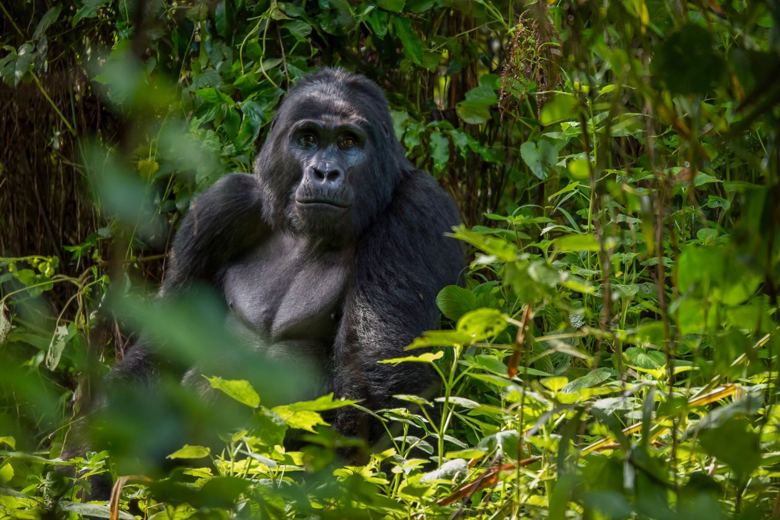 Uganda