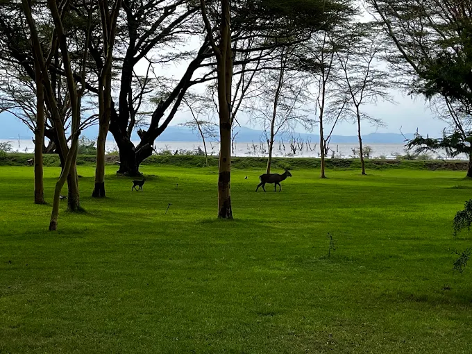 Lake Naivasha Simba Lodge
