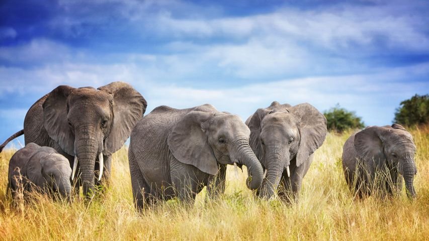 Northern Tanzania Wildlife Expedition