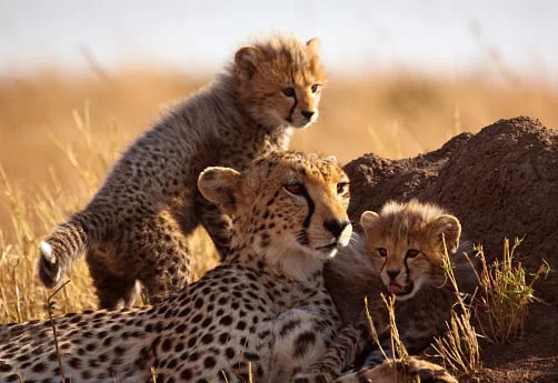3 Days Craters and Lakes of Tanzania Safari