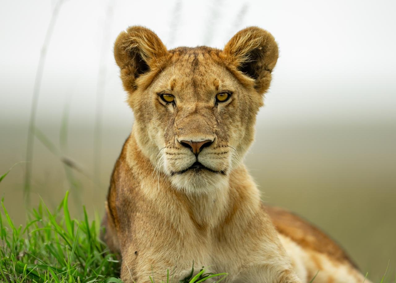 LIONESS