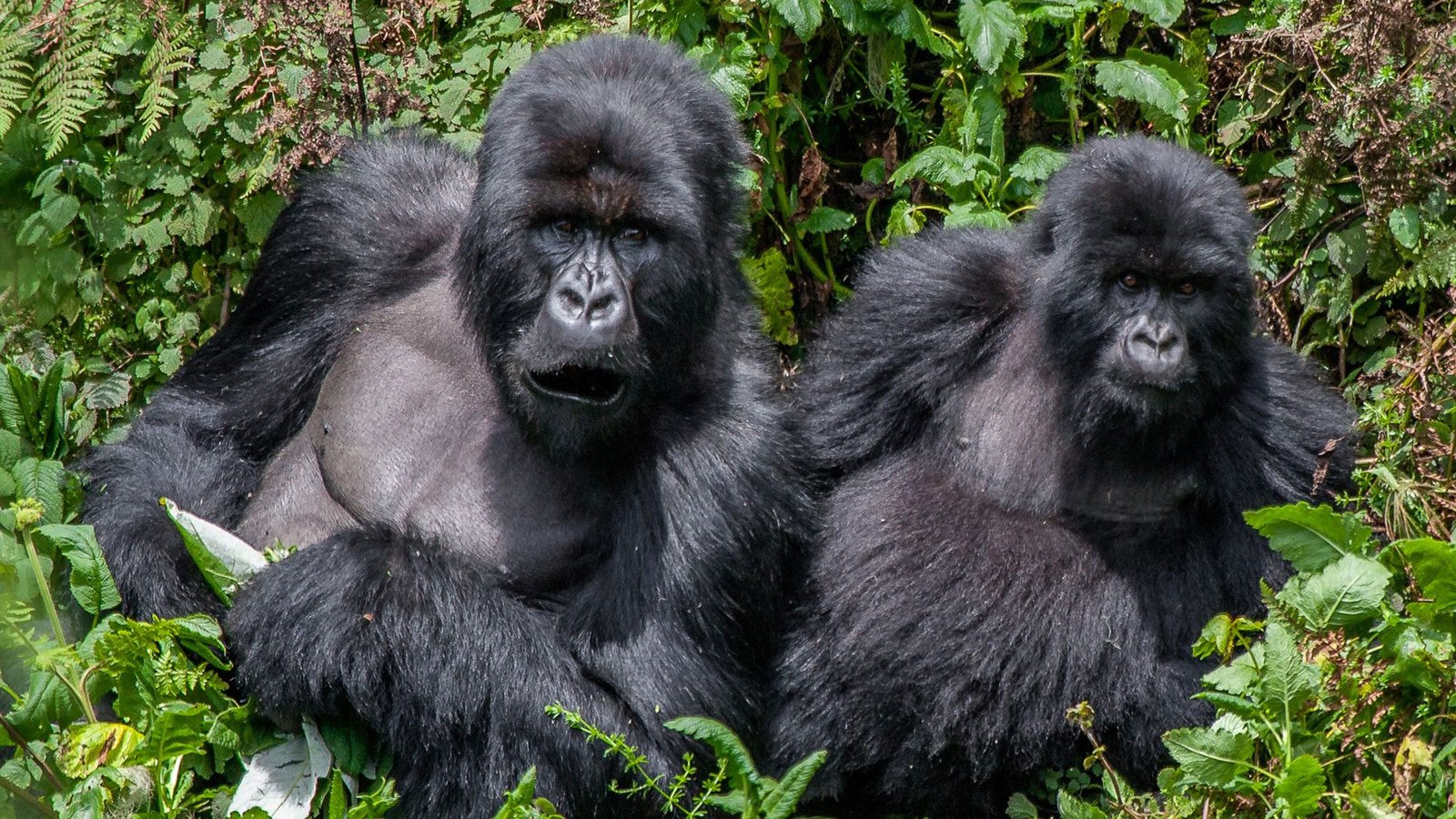 5-day Uganda: Gorilla galore