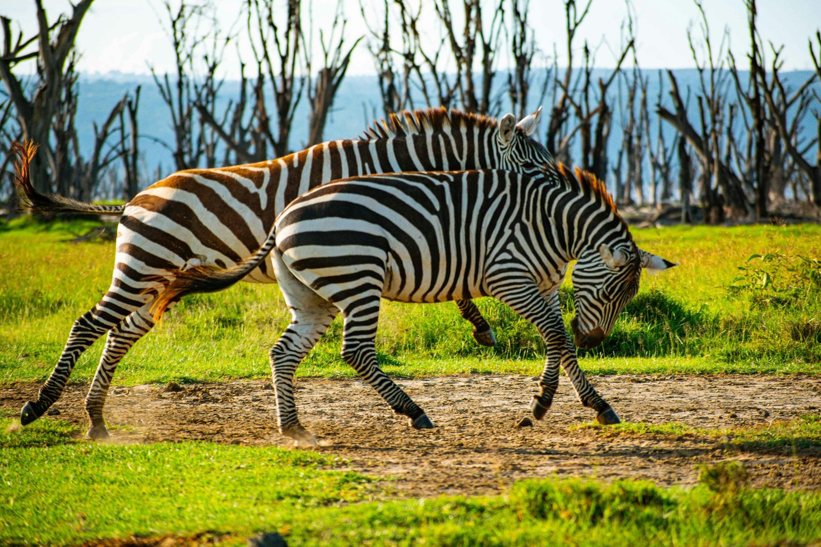brian-kungu-51vrMG2mGJo-unsplash